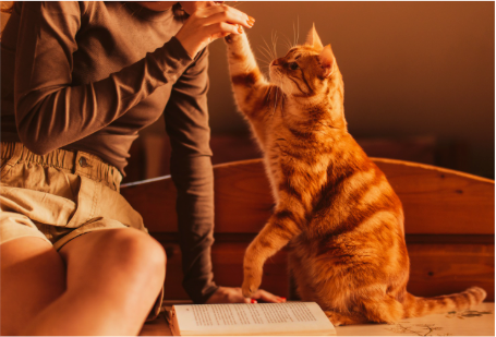 Circles Pet Sitter